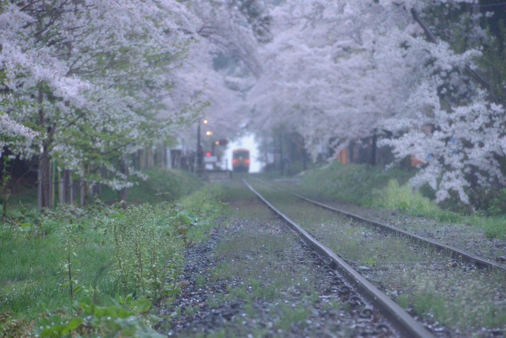 桜の想い出　結
