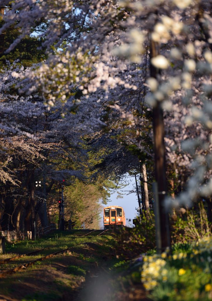 2014　桜祭り1