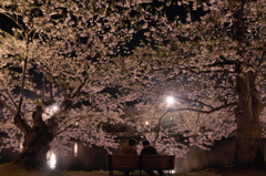 弘前城公園　撮影記　　　特等席　
