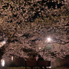 弘前城公園　撮影記　　　特等席　