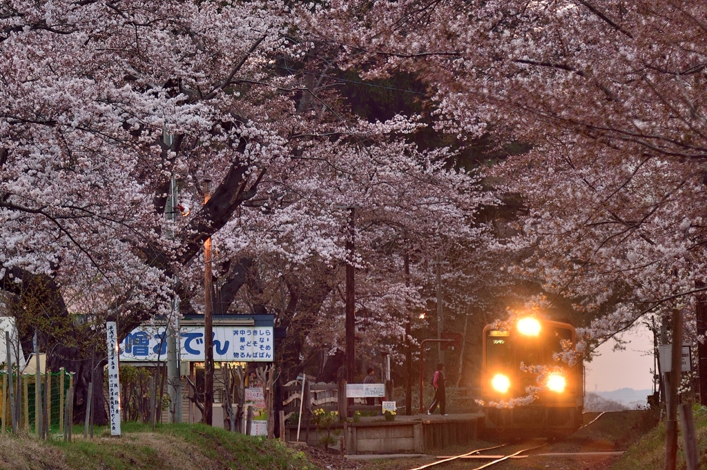 津軽の桜3