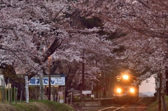津軽の桜3
