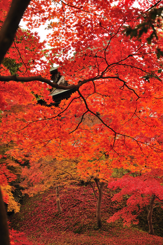 紅色