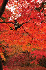 紅色