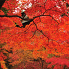 紅色