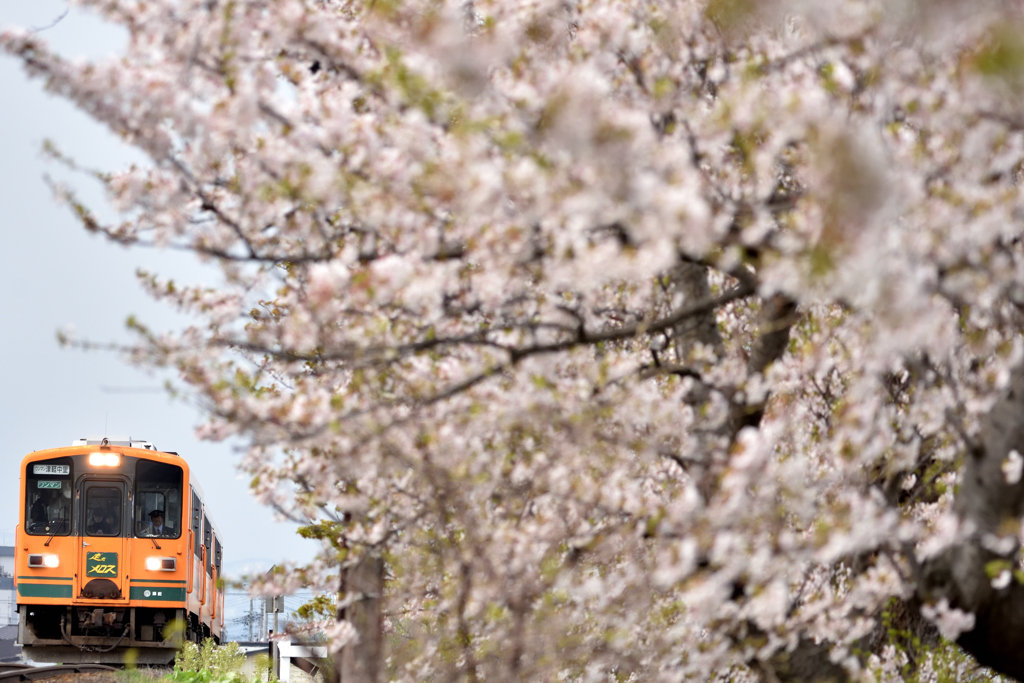 津軽鉄道　桜2017　　その2