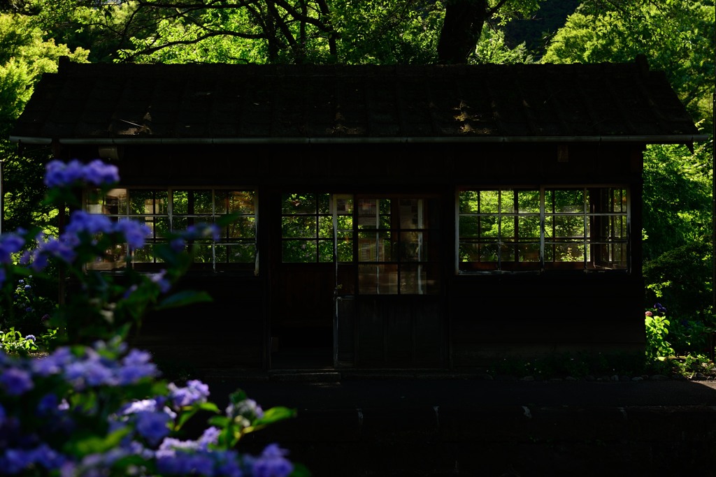 沢入の光