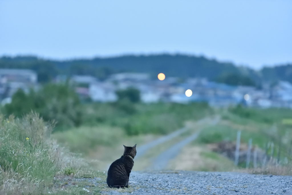 帰ろう