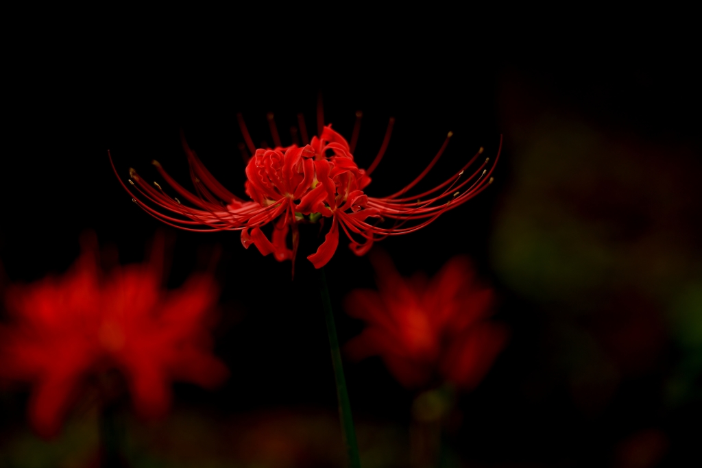 天上の花