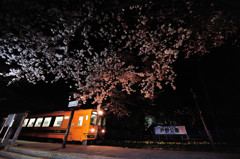 芦野の桜2