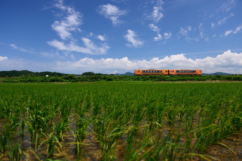 田んぼ鉄　夏