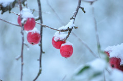 雪りんご
