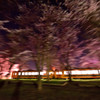 夜桜ーーー! !