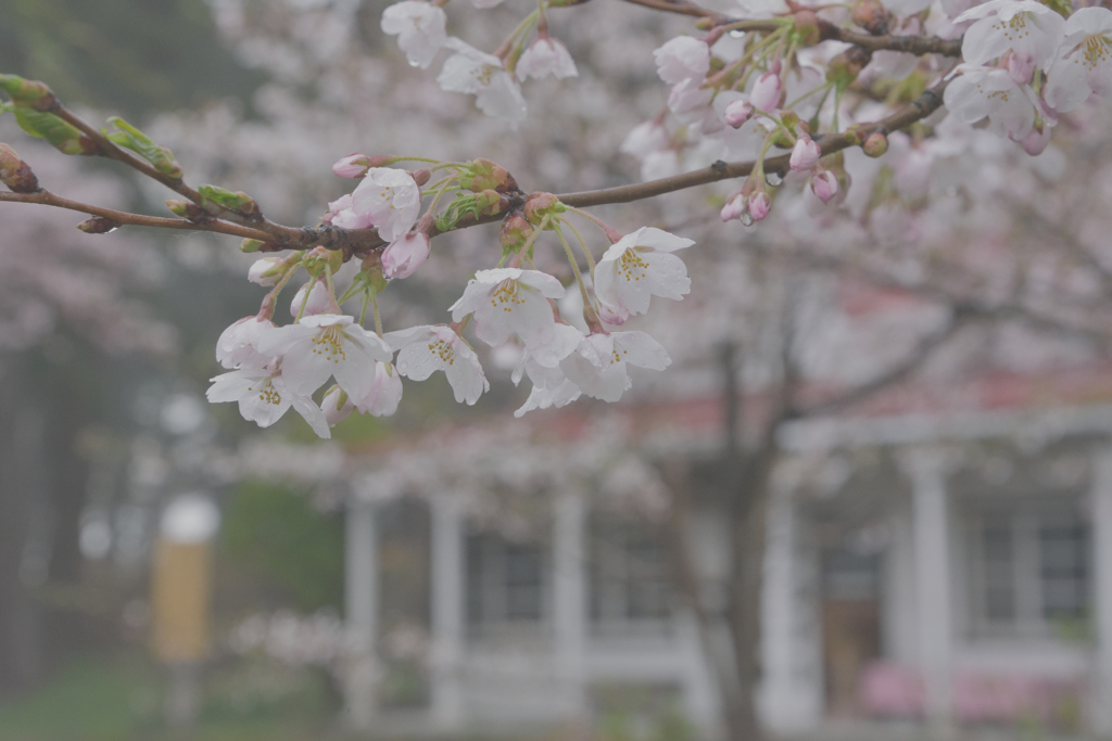 春の雨