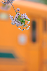 津軽鉄道　残桜2