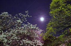桜　松　朧月