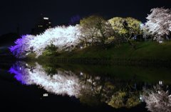 二絵の桜