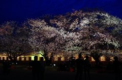 夜桜は美しく