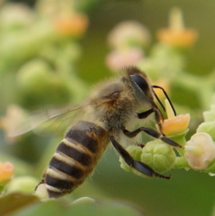 蜜を吸うミツバチ