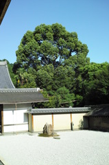 龍安寺の石庭