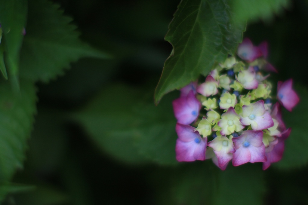 あかの紫陽花