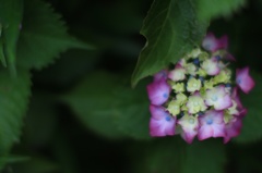 あかの紫陽花