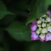 あかの紫陽花