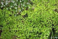新緑～花こよみ