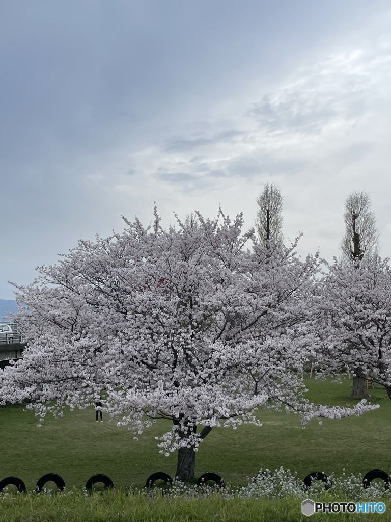 桜の木