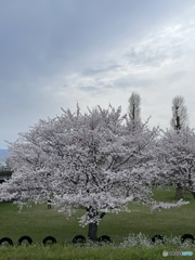 桜の木