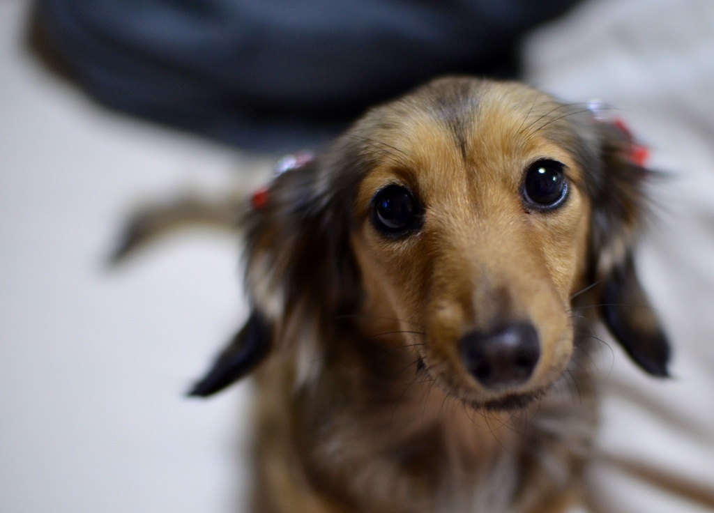 My dog vivi