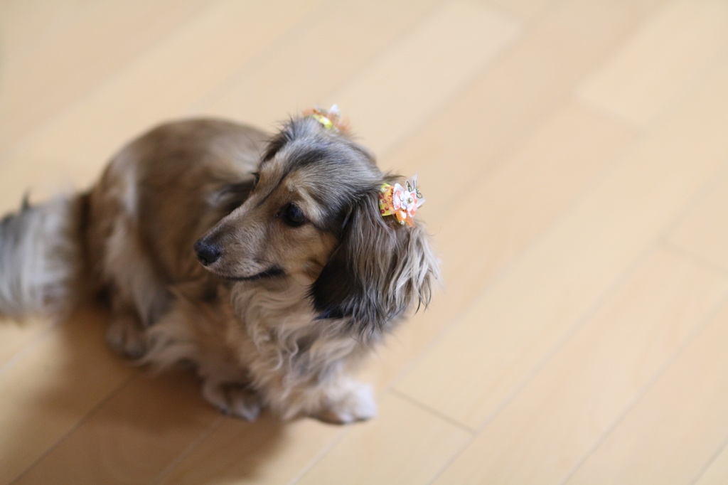 Dog06