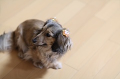 Dog06