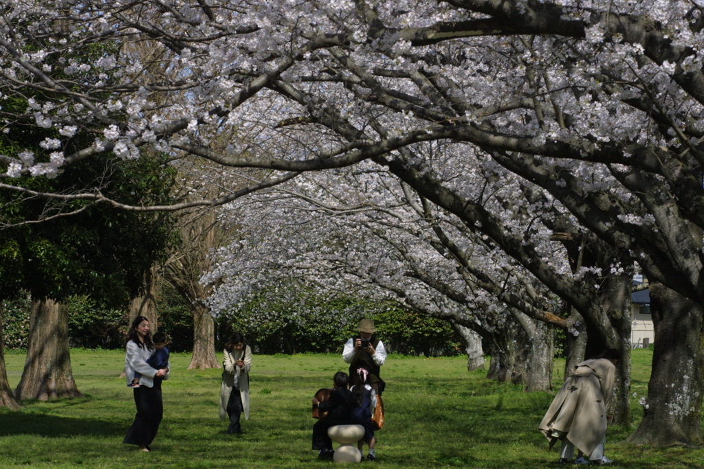 桜の下で