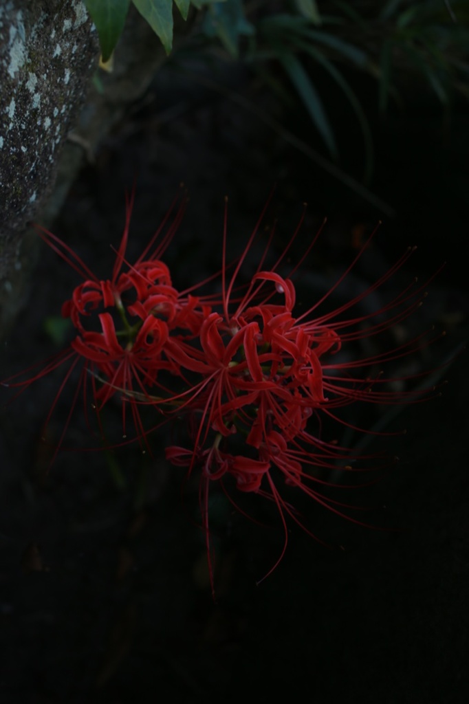 彼岸花