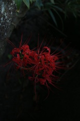 彼岸花
