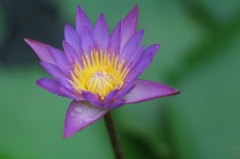 蓮の花