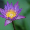 蓮の花