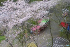 さくらまつり～花こよみ