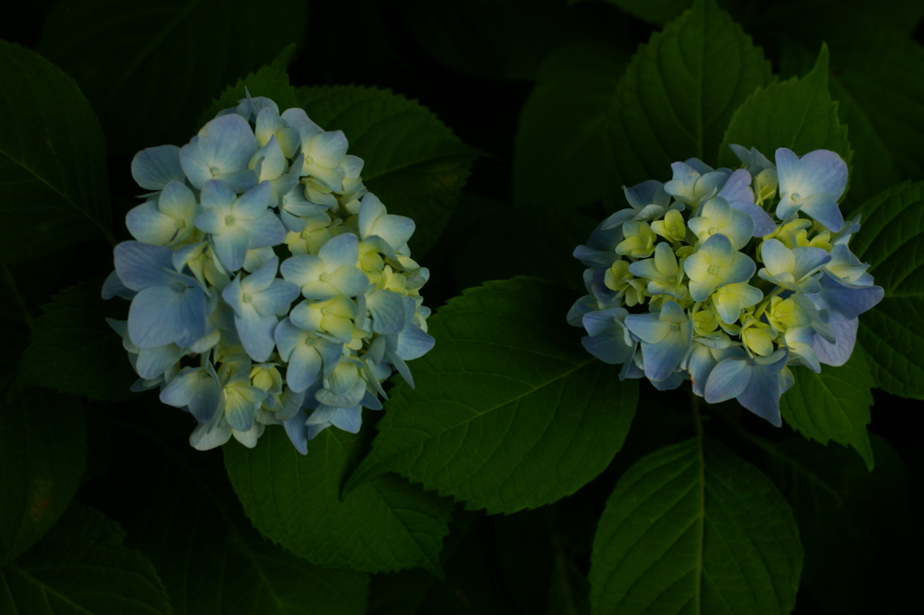 雨の予感ー紫陽花ー