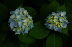 雨の予感ー紫陽花ー