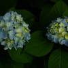 雨の予感ー紫陽花ー