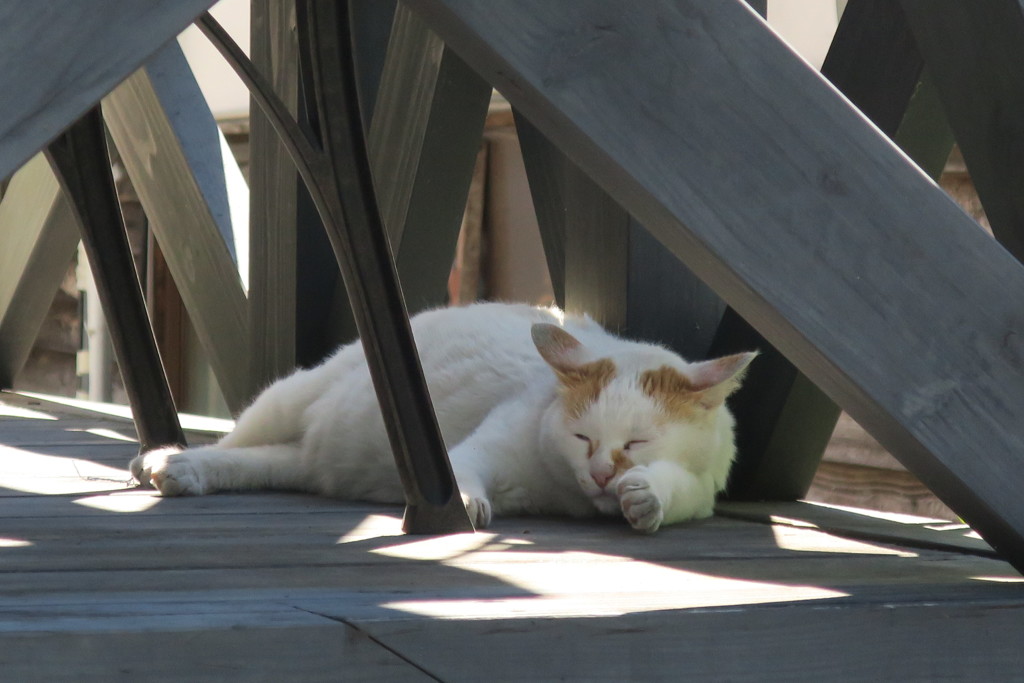 湯布院のねこ