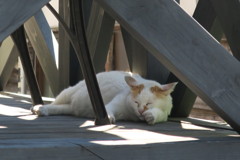湯布院のねこ