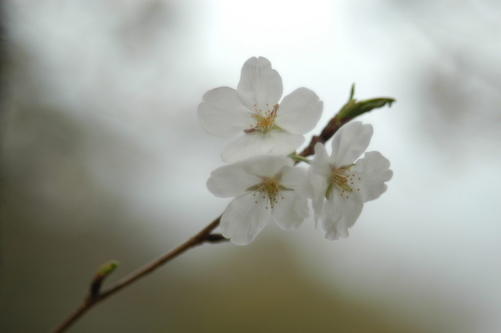 初華