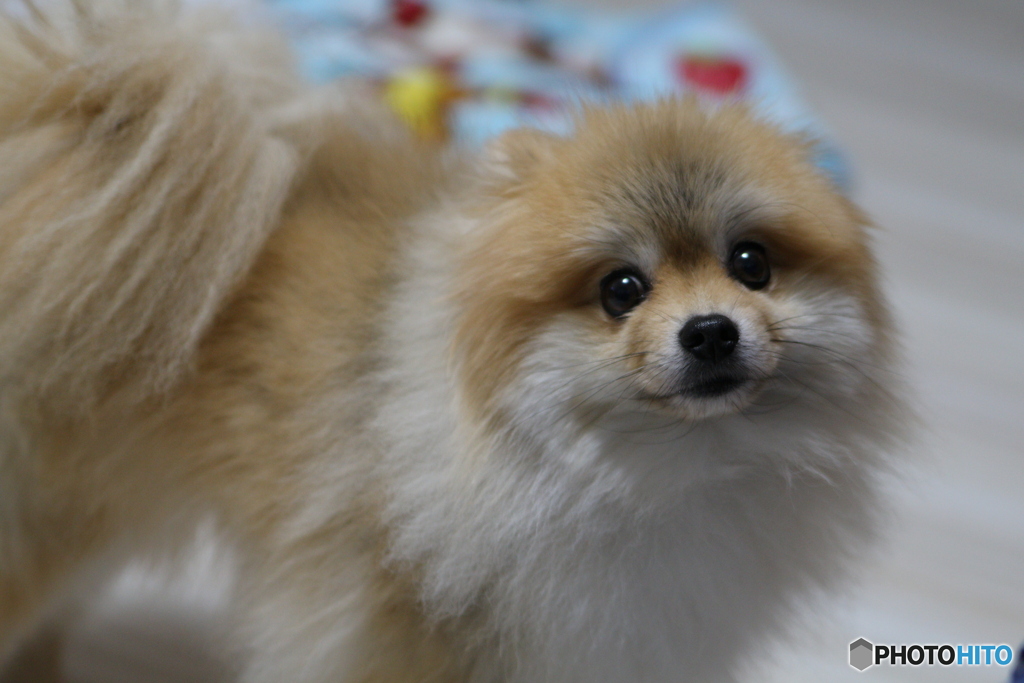 愛犬