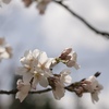春の印