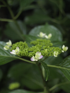 紫陽花の季節が始まります。
