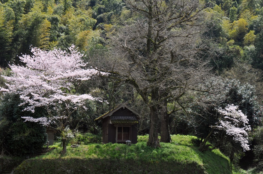 田園の春