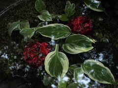 花の庭